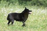 SCHIPPERKE 598